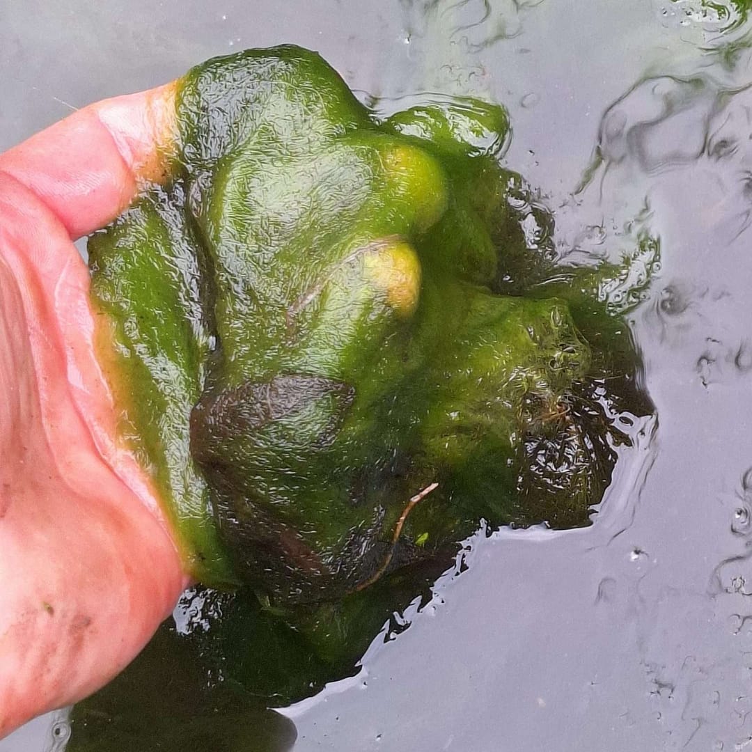 Blanketweed removal from a pond, by hand.