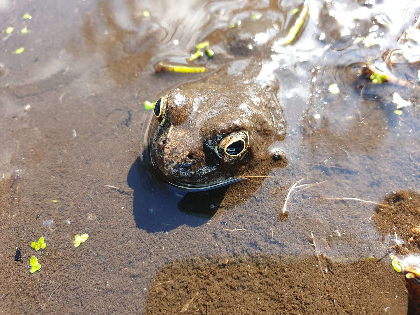 A pond in need of cleaning. A frog pops it's head above the silt in a very dirty pond.