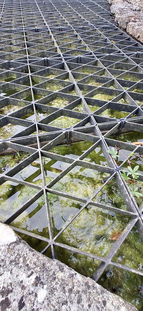 A pond in need of blanketweed treatment.